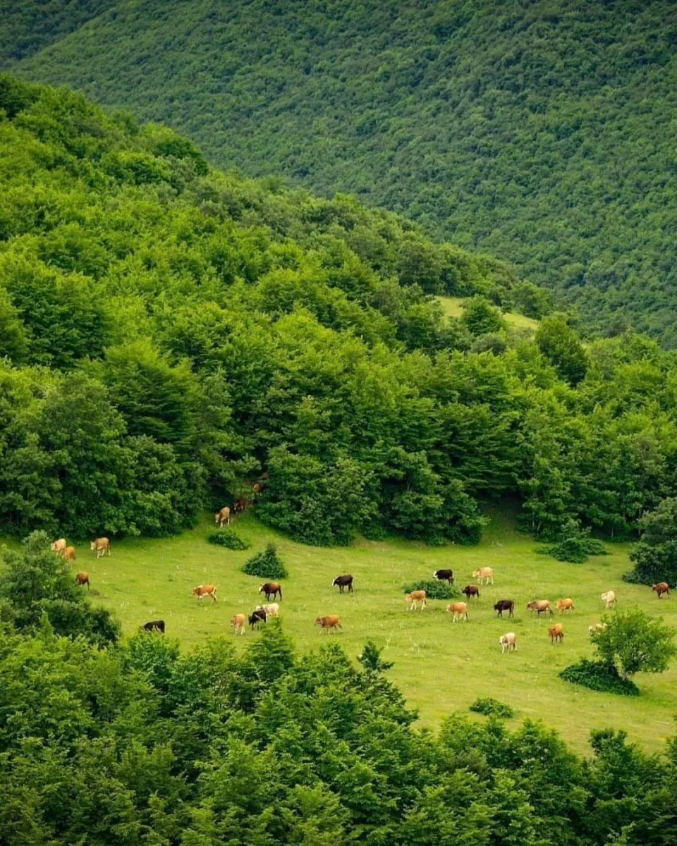 پیمایش جنگل های ارسباران
