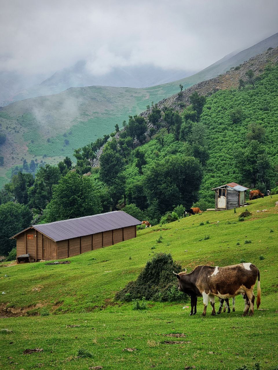 بکرگردی در ییلاقات شاندرمن