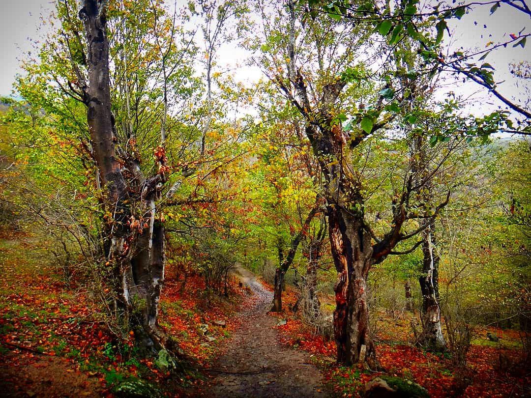 سفر یک روزه جنگل نوردی ارفع‌کوه