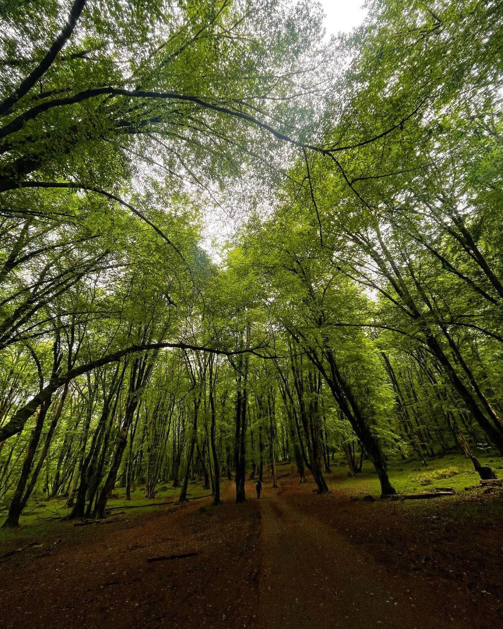 جنگل بلیران تا آب گرم گرو